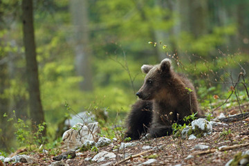 Slovenian bear © Paolo