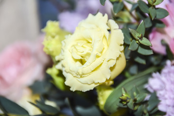 White yellow rose flower abstract background macro bokeh petals
