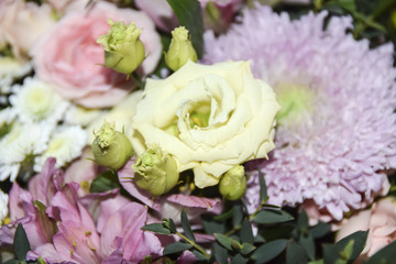 Abstract floral rose background and aster pink yellow delicate leaf petals macro bokeh