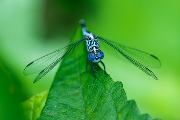 Dragonfly,insect,bug.