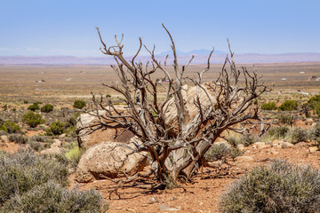Dead tree in the Utah desert 