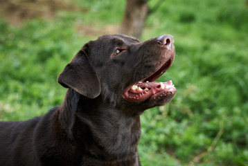 A dog labrador, a dog walks, a labrador with an open mouth