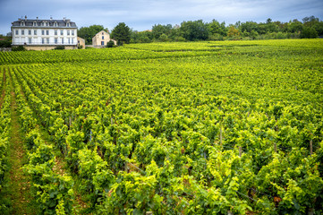 Fototapeta na wymiar Chateau with vineyards, Burgundy, France