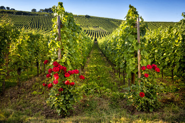 Fototapeta na wymiar Panorama of vineyards and the roses in Burgundy. France