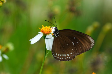 butterflies ,bug, butterfly, insect.