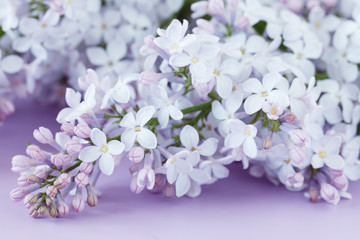 Bouquet of beautiful spring flowers of lilac in a vase