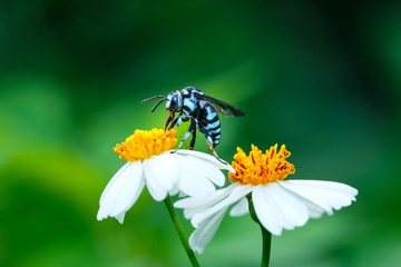 Bee on flower,bee,Insect,bug .