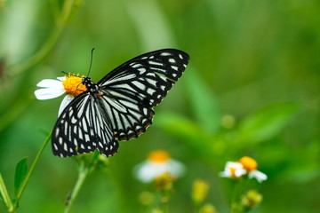 butterflies ,bug, butterfly, insect.
