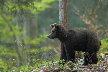 Slovenian bear © Paolo
