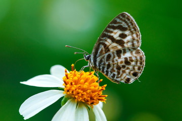 butterflies ,bug, butterfly, insect.