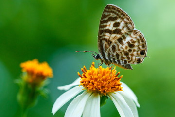 Fototapeta na wymiar butterflies ,bug, butterfly, insect.