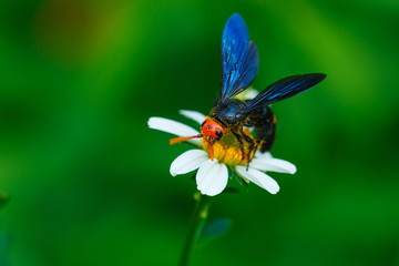 Bee on flower,bee,Insect,bug .
