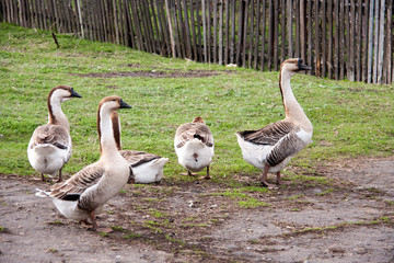 Flock of geese on the grass near the fence