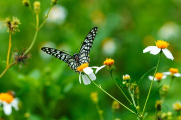 butterflies ,bug, butterfly, insect.