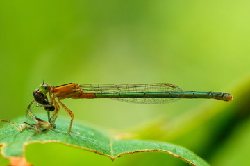 Dragonfly,insect,bug.