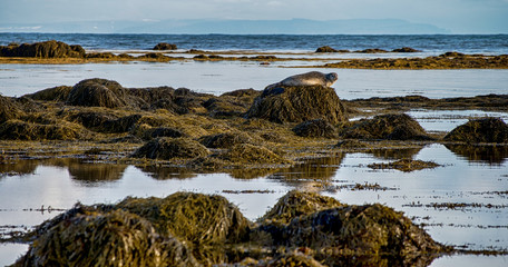 Naklejka premium Seals resting in Ytri Tunga beach in Iceland