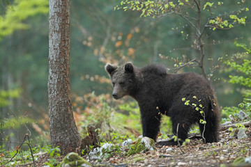 Slovenian bear © Paolo