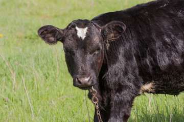 Fototapeta premium young black bull grazing on grass in the village