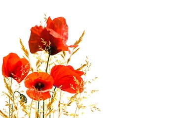 Poster de jardin Coquelicots poppies on white background, summertime