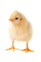 Cute little chicken isolated on white background