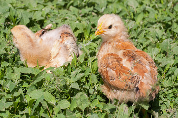 two yellow baby chicken in the green grass
