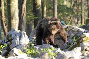 Slovenian bear