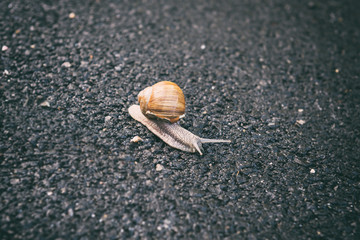 Grape snail (helix pomatia) gastropod mollusk on the asphalt road background