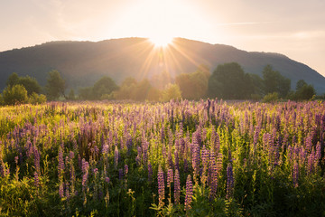 Beautiful summer landscape, sunny meadow of blooming lupine flowers at sunset light with sun rays, Carpathians