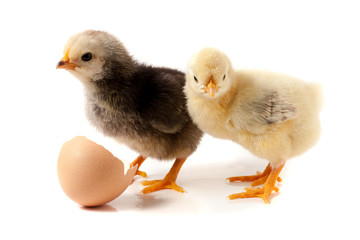 Cute little chicken with eggshell isolated on white background