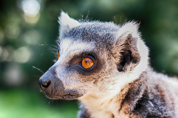 lemur monkey