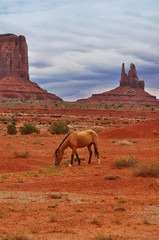 Wildes Pferd im Monument Valley