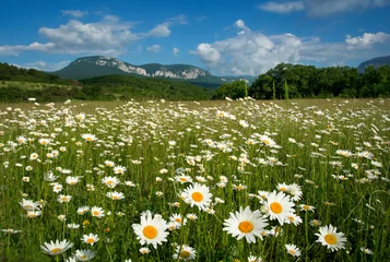Tuinposter Madeliefjes Prachtig landschap met madeliefjebloemen en bergen op de achtergrond