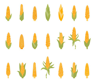 Set of corn with green leaves.
