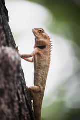 closeup lizard in nature
