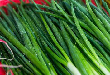 Spring vegetables - onion, radish, dill, salad