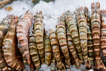 Penaeus monodon, giant tiger prawn or Asian tiger shrimp.