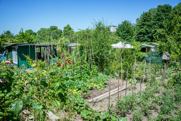 Vegetables growing in workers gardens in the suburb of Paris