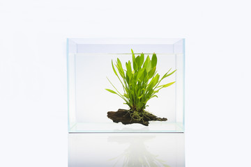 Fish tank with aquatic plant