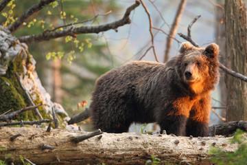 Plakat Slovenian bear