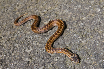 european clasic poison snake viper on the ground