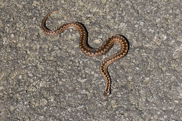european clasic poison snake viper on the ground