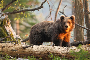 Plakat Slovenian bear