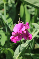 Lathyrus odoratus flowers in garden