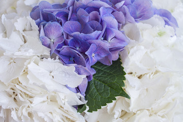 Delicate flowers of white and purple-pink hydrangeas and a green leaf among them.