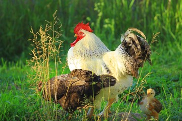 Rooster, hen and chick 