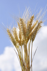 Ears of ripe wheat against the sky