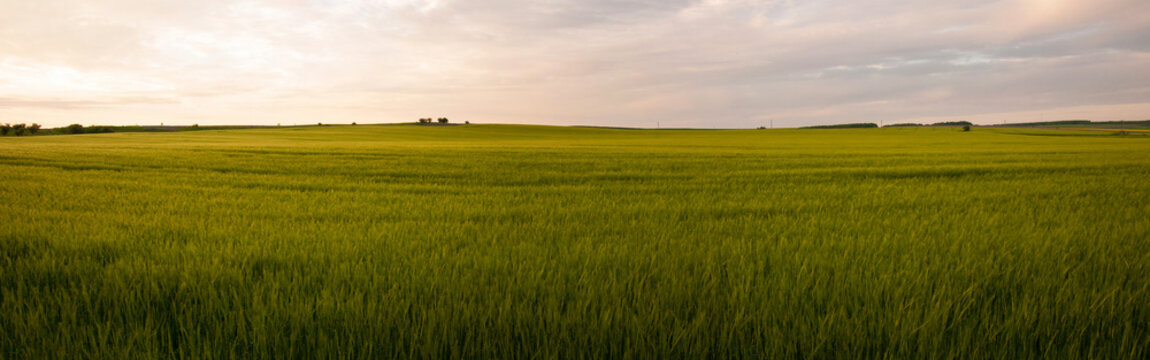 Green Field Background