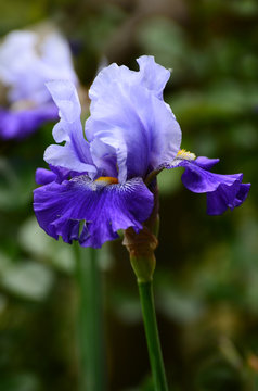 Beautiful Irises blossoming in a garden, Garden of Iris in Florence, Italy.