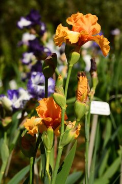 Beautiful Irises blossoming in a garden, Garden of Iris in Florence, Italy.