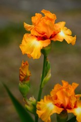 iris flower in a garden of iris at Florence, Italy.